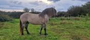 Veulen (ml) Highland Te koop 2026 Schimmel ,  BALMORAL MAC GREGOR