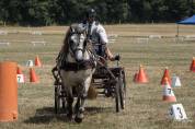 Veulen (ml) Highland Te koop 2026 Schimmel ,  BALMORAL MAC GREGOR