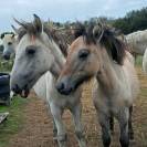 Veulen (ml) Highland Te koop 2026 Schimmel ,  BALMORAL MAC GREGOR