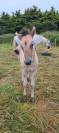 Veulen (ml) Highland Te koop 2026 Schimmel ,  BALMORAL MAC GREGOR