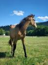 Piana Del sol pouliche PRE PP 1,5 an isabelle 