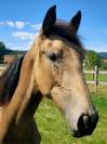 Piana Del sol pouliche PRE PP 1,5 an isabelle 