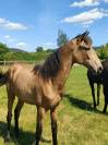 Piana Del sol pouliche PRE PP 1,5 an isabelle 