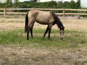 Piana Del sol pouliche PRE PP 1,5 an isabelle 