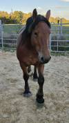 Jument crois&eacute;e cob normand trait belge de 3 ans