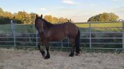 Jument crois&eacute;e cob normand trait belge de 3 ans