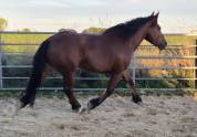 Jument crois&eacute;e cob normand trait belge de 3 ans