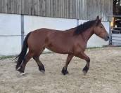 Jument crois&eacute;e cob normand trait belge de 3 ans