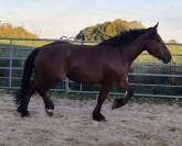 Jument crois&eacute;e cob normand trait belge de 3 ans