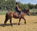 Jument crois&eacute;e cob normand trait belge de 3 ans