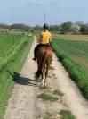 TOP GUN - 7 ans - Belgian Warmblood - Dressage