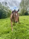 TOP GUN - 7 ans - Belgian Warmblood - Dressage