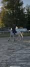 Hongre gris - 14 ans 