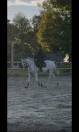 Hongre gris - 14 ans 