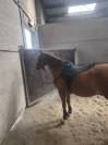 Magnifique Poney de sport 