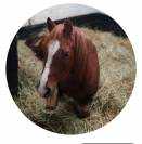 Magnifique Poney de sport 