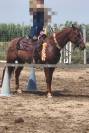 Hongre appaloosa 