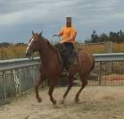Hongre appaloosa 
