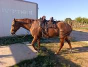 Hongre appaloosa 
