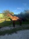 Pouliche aqps obstacles 4 ans