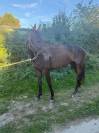 Pouliche aqps obstacles 4 ans