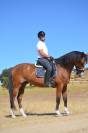 Caballo de Deporte