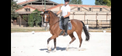 Caballo de Deporte