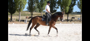 Caballo de Deporte
