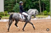 Talented & Competitive Sport Pony