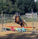 Poney welsh b