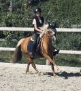 Poney welsh b