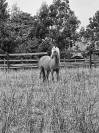Poney welsh b