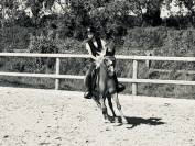 Poney welsh b