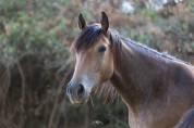 Poney Fran&ccedil;ais de Selle (2025) &ndash; Tr&egrave;s manipul&eacute;e