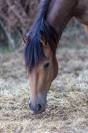 Poney Fran&ccedil;ais de Selle (2025) &ndash; Tr&egrave;s manipul&eacute;e