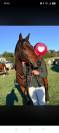 Poney de Sport  8 ans Connemara Part Bred 