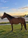 Poney de sport 