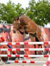 Poney de sport 