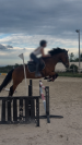 Poney de sport 