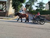 Marius, hongre Comtois