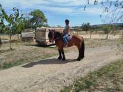 Marius, hongre Comtois