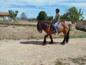 Marius, hongre Comtois