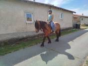 Marius, hongre Comtois