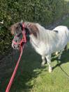 Shetland hongre pie 