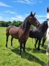 Cheval Curly 