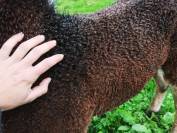 Cheval Curly 