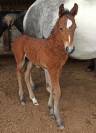 Cheval Curly 