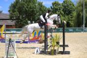 Excellente jument d'amateur 