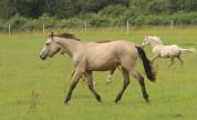 Femelle selle farn&ccedil;ais isabelle de 2 ans