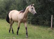 Femelle selle farn&ccedil;ais isabelle de 2 ans